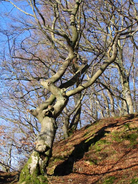 Hoehlenberg-Buche